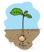 sprouting seed clip art link