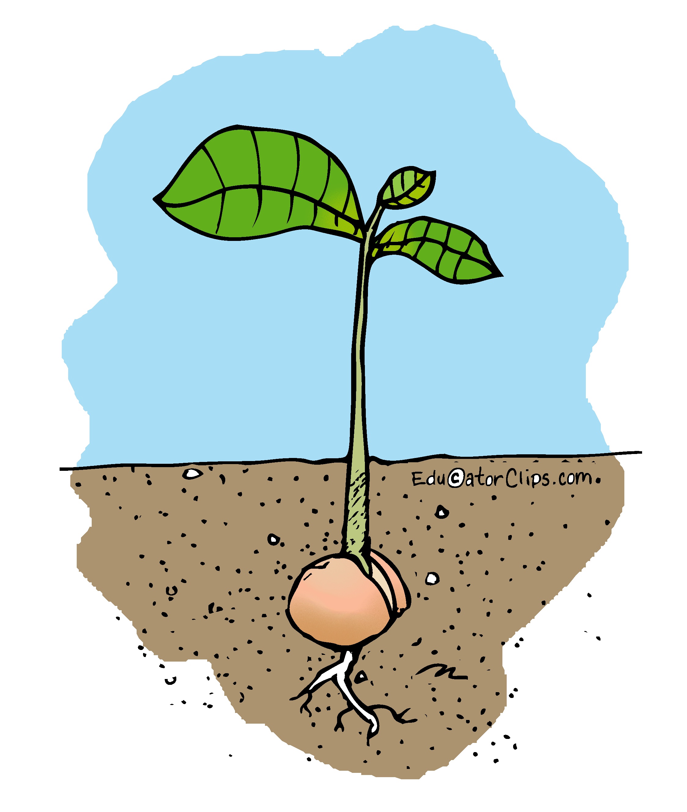 Sprouting Seed Clip Art
